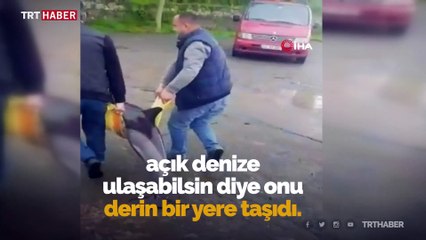 Kıyıya vuran yunusu denizle buluşturdular