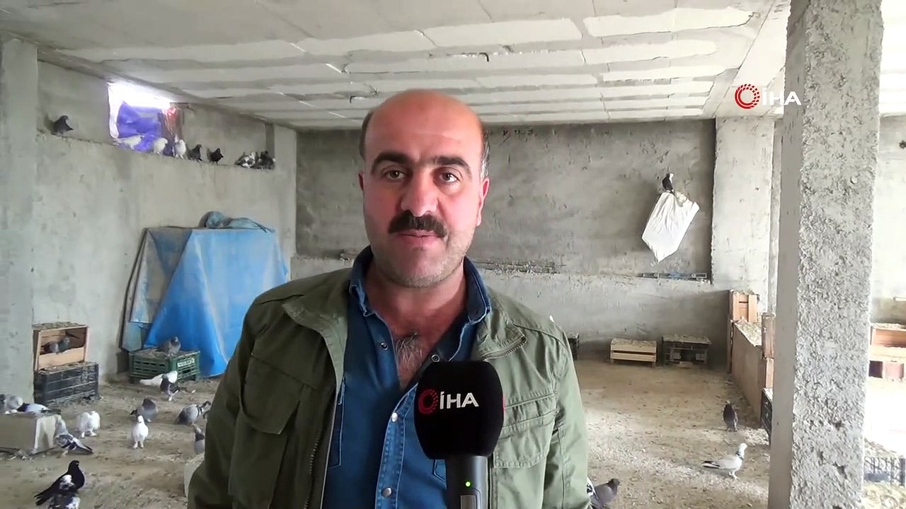Bu Güvercinlerin Fiyatları İkinci El Otomobil Fiyatları ile Yarışıyor