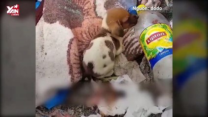 Takis và những chú chó ở bãi rác