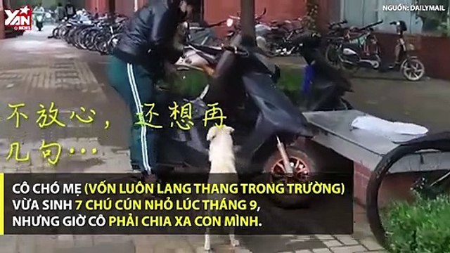 Đuổi theo hôn tạm biệt con, cô chó gây xúc động với cảnh chia ly đượm tình mẫu tử