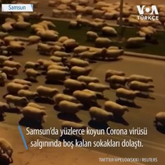 Koyun Sürüleri Samsun Sokaklarında