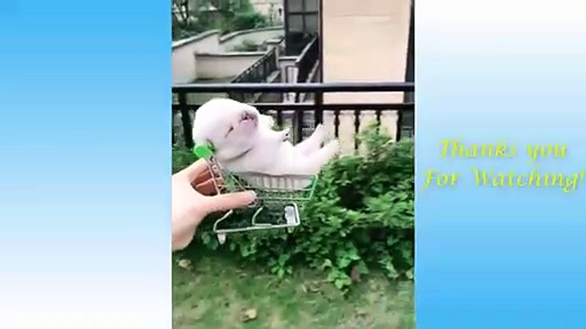 Cute Pets And Funny Animals Compilation #3 - Pets Garden