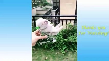 Cute Pets And Funny Animals Compilation #3 - Pets Garden