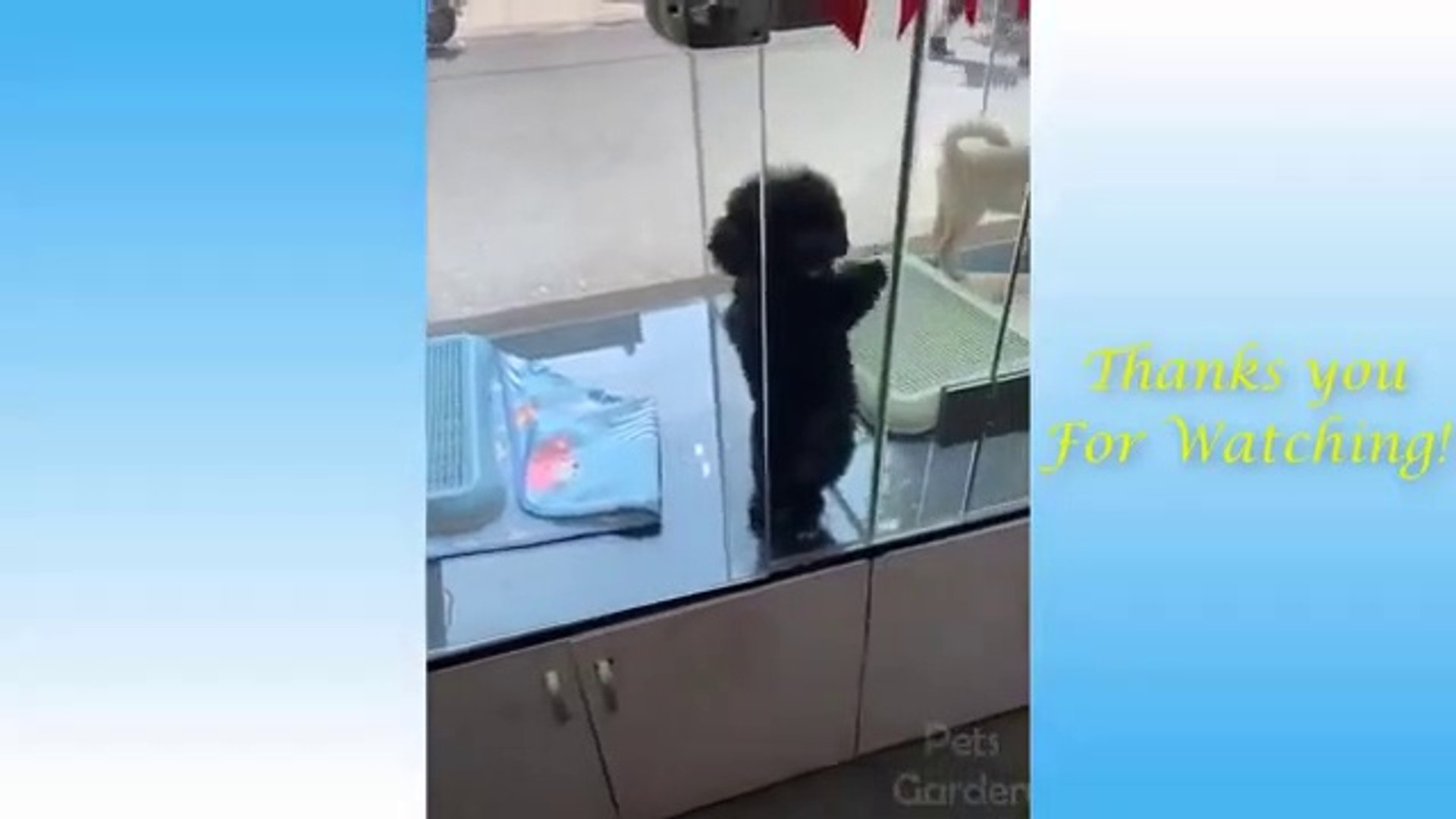 Cute Pets And Funny Animals Compilation #2 - Pets Garden
