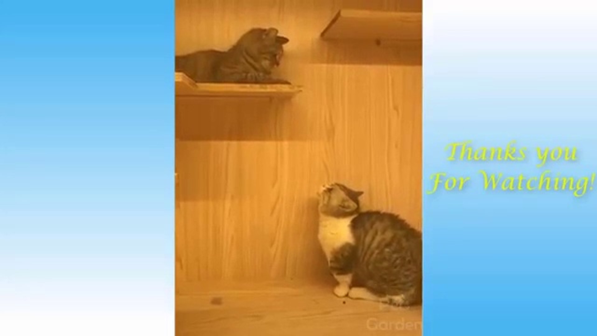 Cute Pets And Funny Animals Compilation #4 - Pets Garden