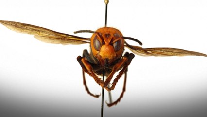 ‘Murder hornets’ spotted in the US for the first time