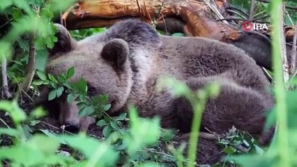 Uludağ'da kapana yakalanan ayı böyle kurtarıldı