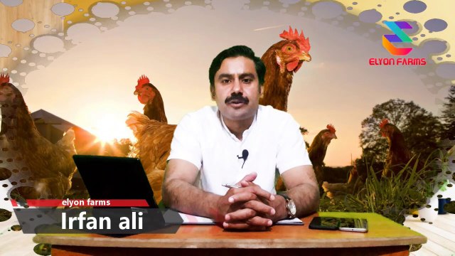 Desi Murgi Farming | Huge Losses | without Learning | Poultry farming | Urdu/Hindi