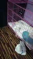 Kitten Falls Asleep Standing Against Kennel