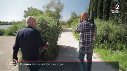 Oiseaux : les rois de la Camargue