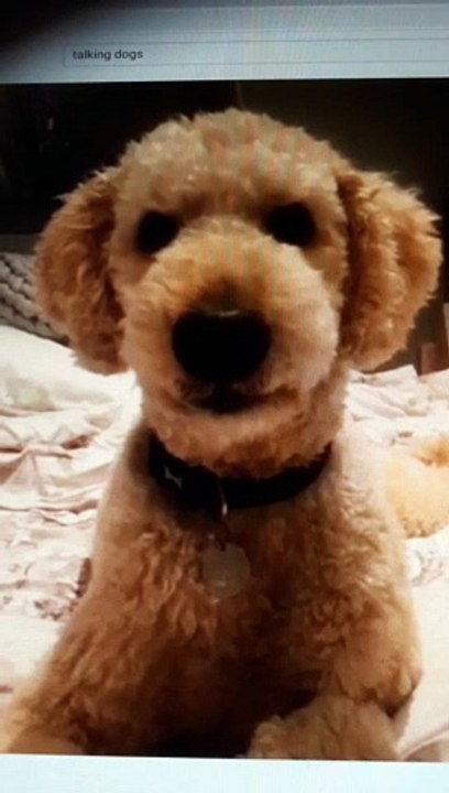 moaning dog  part 2