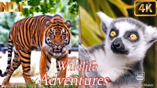 Best wildlife videos|Best wildlife videos hd|Best animal videos|Best nature videos|Best wildlife.