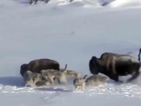 Düşenin dostu olmaz.!, The Duchess has no friends...!, #gününözeti #GününAnlamlıSözü #kapak #sözler #düşenin #dostu #olmaz #derler…