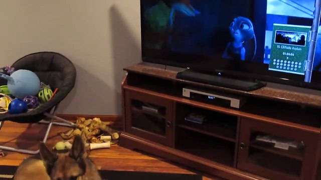 Ce chien se prend pour un loup en regardant le dessin animé Zootopia