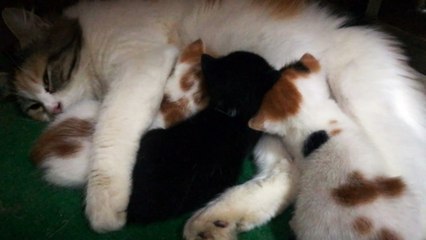 Triplets Night Milk Feeding