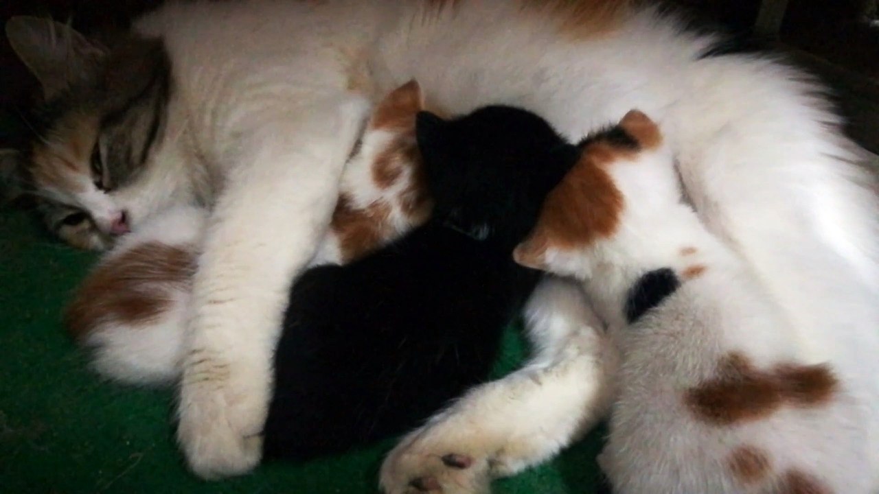 Triplets Night Milk Feeding