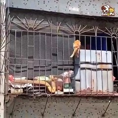 video de gatos divertidos