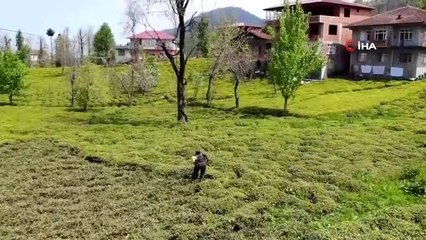 Üretici çayı nasıl toplayacağından çok açıklanacak çay fiyatını merak ediyor