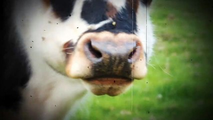 2020 Yannig Ar Bleiz - Blues de vache * Trigone Production