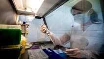ABD'de umut veren çalışma: Mutasyona uğrayan koronavirüs zayıflıyor olabilir