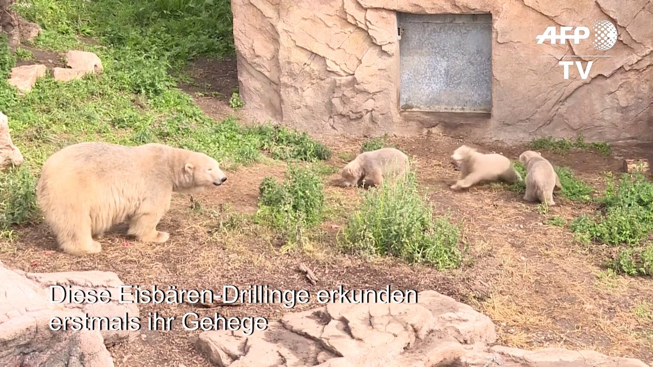 Eisbären-Drillinge erkunden erstmals Gehege