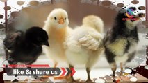 How to start Desi Murgi farming | Part 05 | Feeders | Drinkers | Poultry farming | Urdu/Hindi
