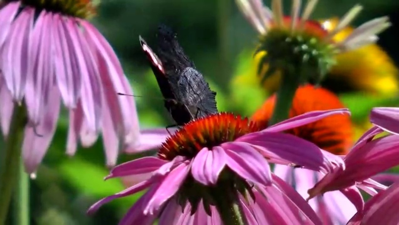 Music of nature. Flowering. Very nice video.