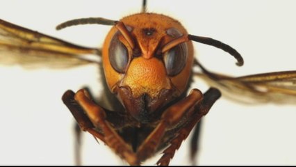 Giant Asian killer hornets spotted in northwest United States