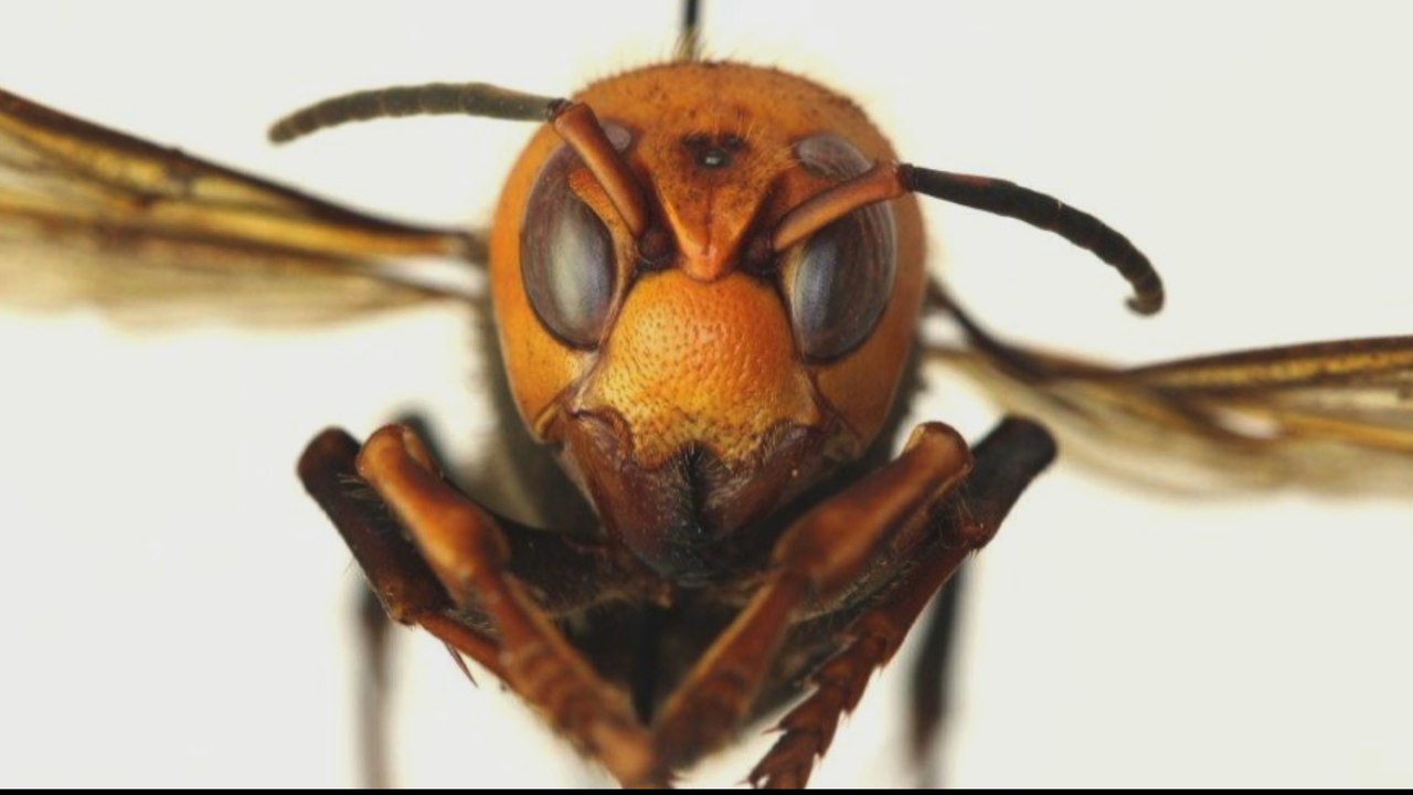 Giant Asian killer hornets spotted in northwest United States