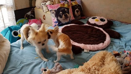 Jeux du matin au lit