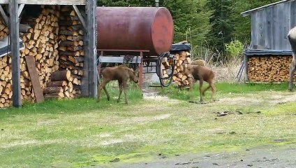 Twin Moose Calves Playing