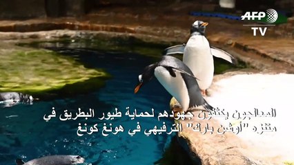 المعالجون يكثفون جهودهم لحماية طيور البطريق في أحد متنزهات هونغ كونغ