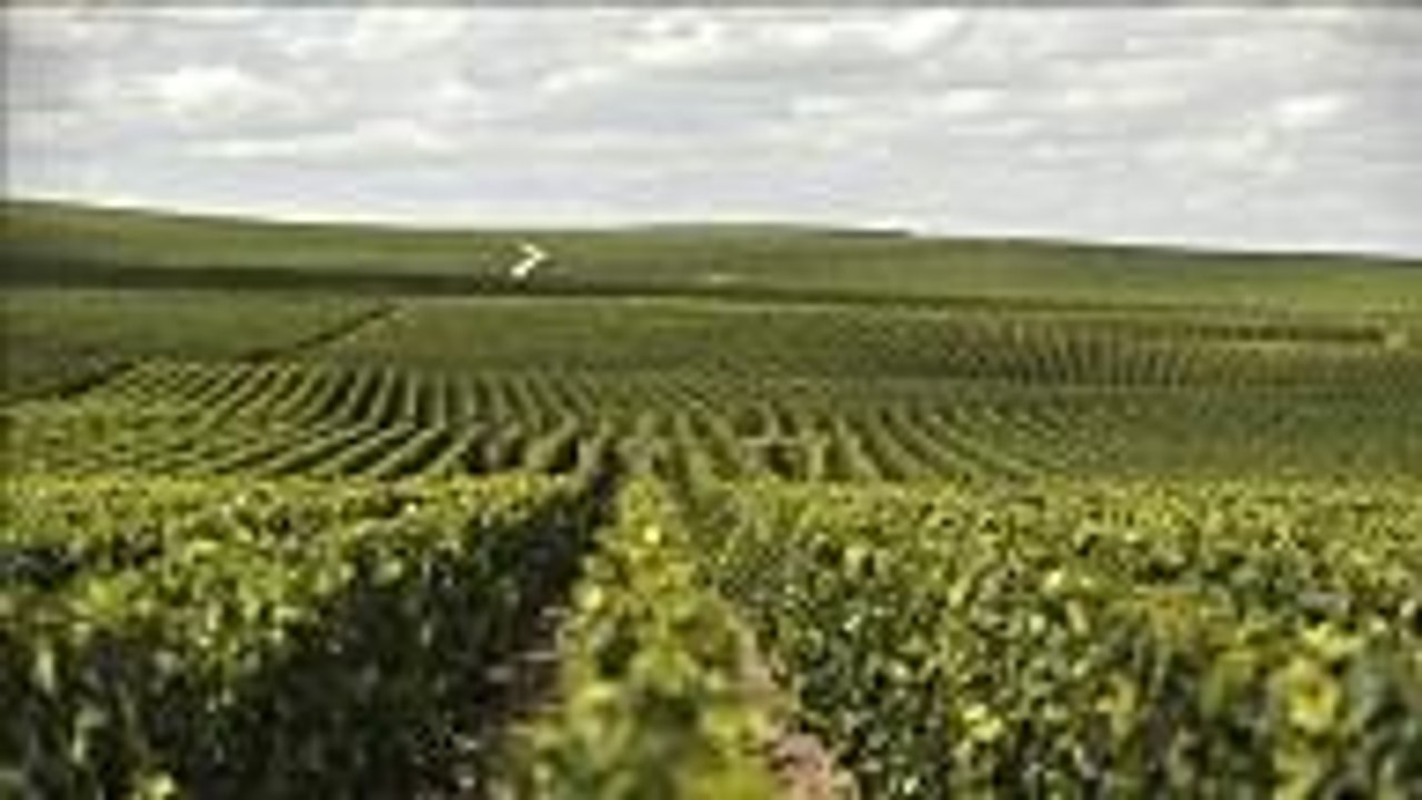 The Sparkling Wines That Will Get Me Through CO...