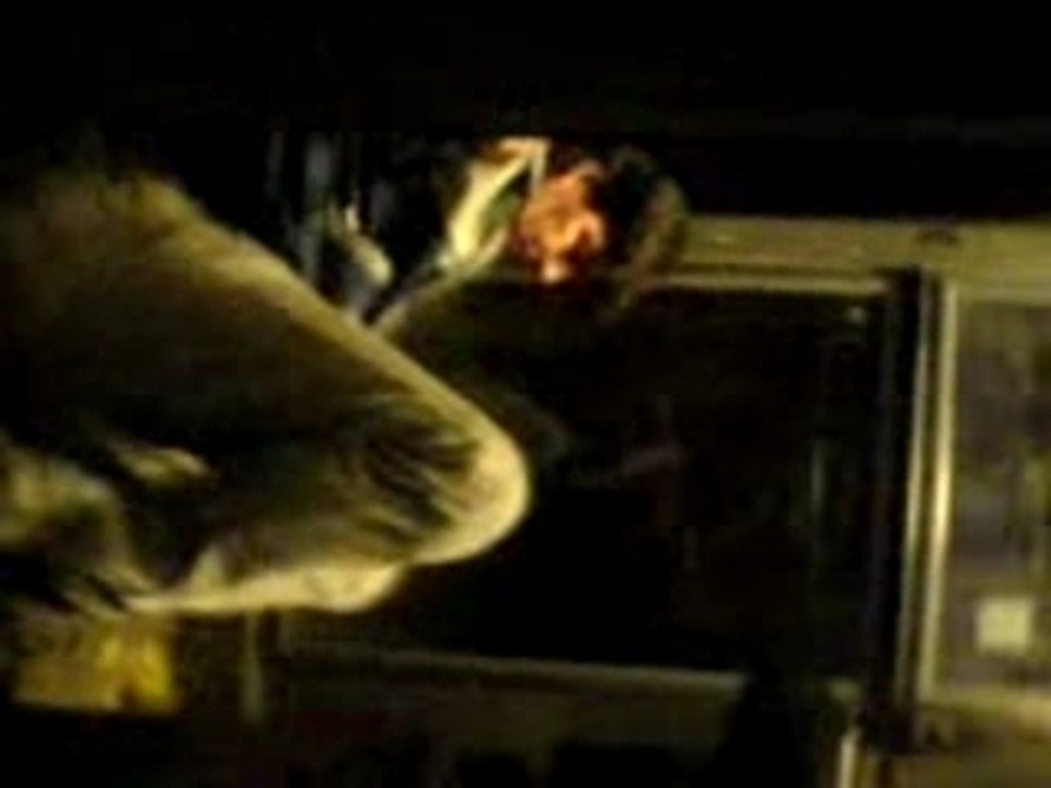 Steif inna tellezelle