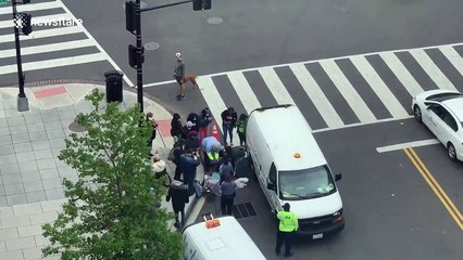 Heartwarming rescue of nine ducklings in Washington DC
