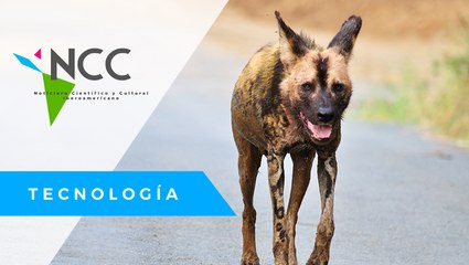 Educar a la población para evitar la caza furtiva del perro salvaje de África