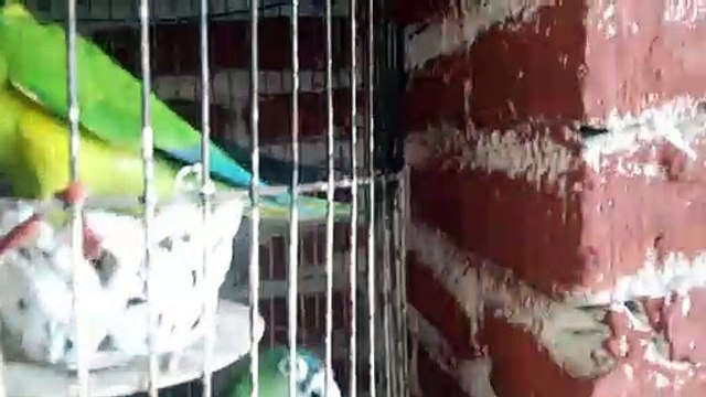 Pericos frente naranja comiendo Takis Guacamole por sus cumpleaños