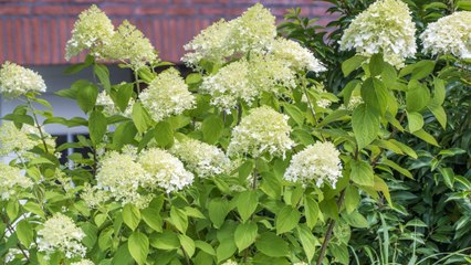 Chantilly Lace Hydrangea Is as Pretty and Delicate as Its Namesake