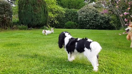 Anniversaire de Rouky -  jeux au jardin