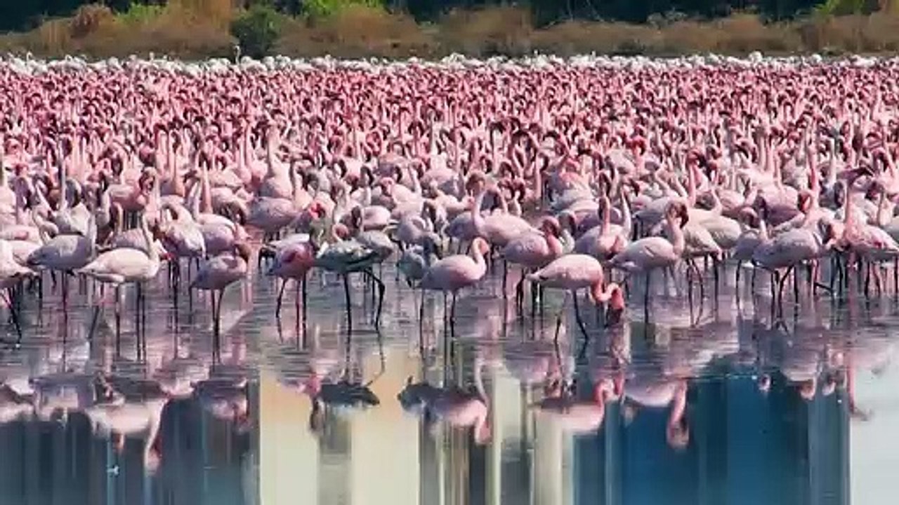Flamencos, medusas y delfines; los animales reconquistan espacios por el confinamiento