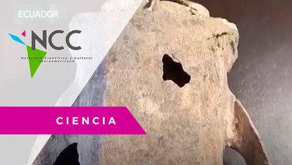 Paleontólogos de Argentina y Ecuador presentaron un  perezoso de 10 mil años de antigüedad