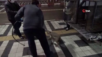 Köpeklerin yaraladığı yavru çakal tedavisinin ardından yeniden doğaya salındı