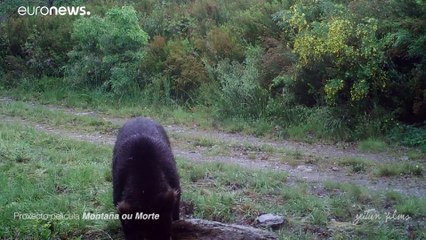 Primeiro urso pardo avistado na Galiza em 150 anos