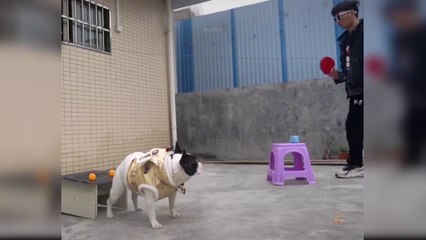 Baby Dogs - Cute and Funny Dog Videos Compilation #4 - Funny Dog Video