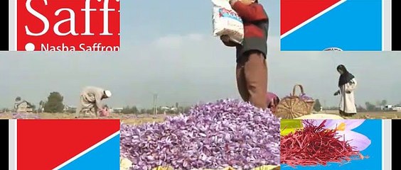 PREMIUM !! WA:083 854 153 392	Jual Bunga Saffron Untuk Kista Surabaya- Malang
