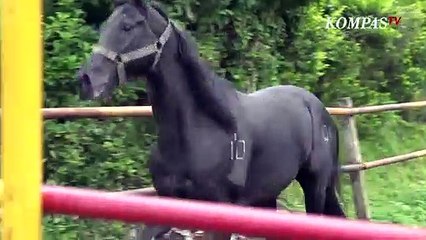 Seperti Apa Latihan Kuda Temput TNI AD ? - CERITA MILITER