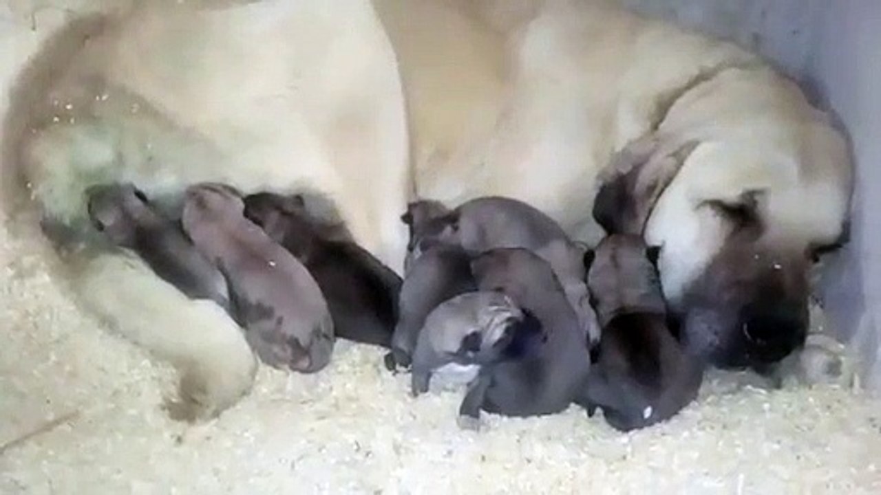 ANADOLU COBAN KOPEGi YAVRULARI ANNE SUTU - ANATOLiAN SHEPHERD DOG PUPPiES MiLK MOM
