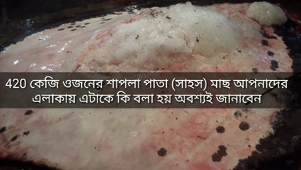 926 POUNDS  STING RAY  CUTTING SKILLS || GO DAYAL  || FISH CUTTING