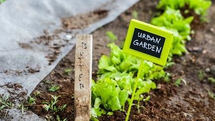 Urban Farming, Solusi Lawan Bete di Rumah
