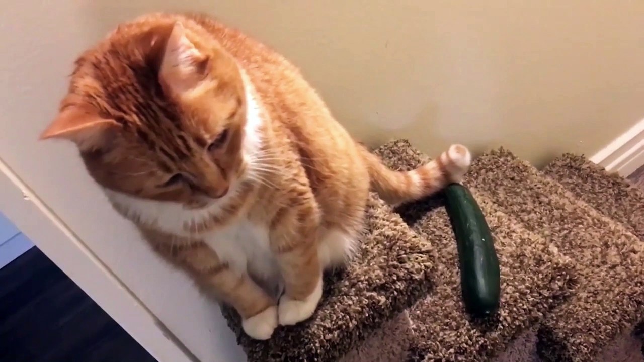 Cute and Funny Cat videos Compilation